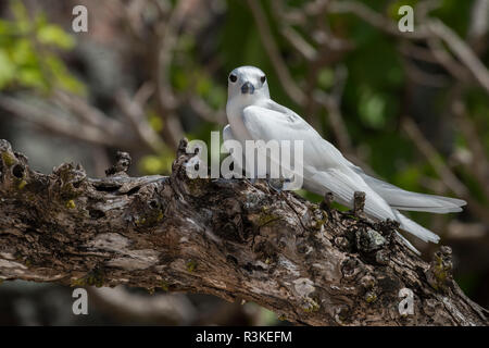 Seychelles, aride. Aride è la più settentrionale delle isole granitiche delle Seychelles. Fairy Tern, bianco tern, con uova sul ramo (Gygis alba) Foto Stock