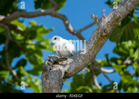 Seychelles, aride. Aride è la più settentrionale delle isole granitiche delle Seychelles. Fairy Tern aka bianco (tern Gygis alba) Foto Stock