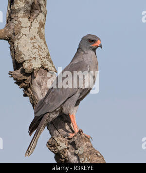 Africa, Tanzania Serengeti, scuro salmodiare astore (Melierax metabates) Foto Stock