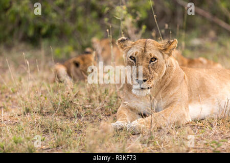 Leonessa veglia su mentre i suoi cuccioli riprodurre in background nel Parco Nazionale del Serengeti, Tanzania Foto Stock