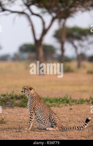 Ghepardo (Acinonyx jubatus) appoggiato al mattino presto la luce del sole nel Parco Nazionale del Serengeti, Tanzania Foto Stock