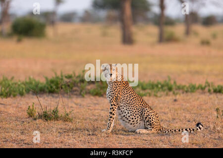 Ghepardo (Acinonyx jubatus) di appoggio in inizio di mattina di sole nel Parco Nazionale del Serengeti, Tanzania Foto Stock