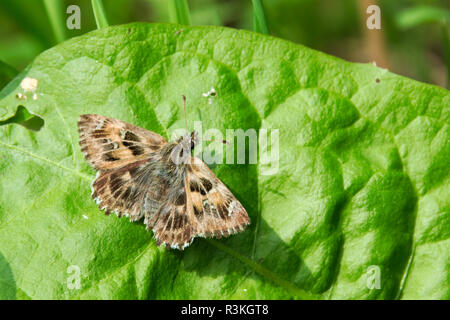 Malva-thick-guidato butterfly Foto Stock