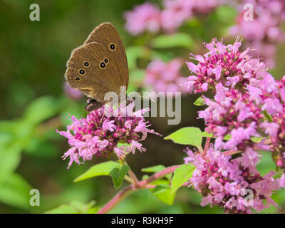 spazzacamino Foto Stock