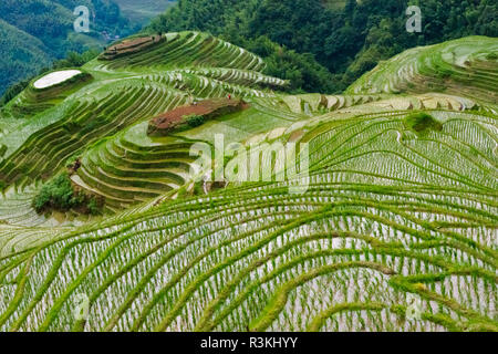 Terrazze con piantate pianticelle di riso in montagna, Longsheng, provincia di Guangxi, Cina Foto Stock