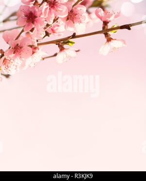 Rami con bellissimi fiori rosa (pesca) su sfondo rosa . Messa a fuoco selettiva. Tonica immagine. Foto Stock