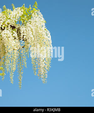 Il Glicine Bianco contro il cielo blu Foto Stock