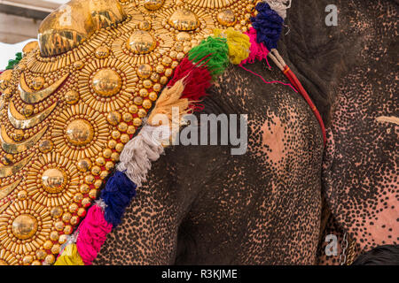 India, Cochin. Elefante asiatico in oro cerimoniale testiera e costume. Foto Stock