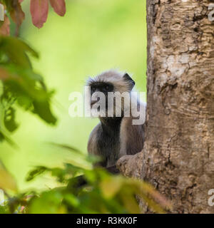 India. Grigio, langur Hanuman langur (Semnopithecus entellus) a Bandhavgarh Riserva della Tigre Foto Stock