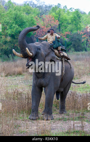 India. Elefante asiatico (Elephas maximus) usato in safari il turismo a Bandhavgarh riserva della tigre. Foto Stock
