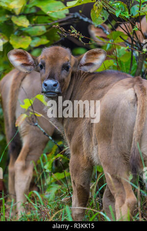 India. Giovani Gaur, Indiano bisonte selvatico (Bos gaurus) a Kanha riserva della tigre. Foto Stock