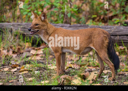 India. Indiano cane selvatico, Dhole (Cuon alpinus) a Kanha riserva della tigre. Foto Stock