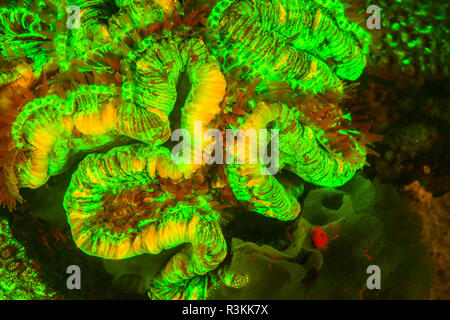 Naturale di fluorescenza che si verificano in underwater coralli duri (Tracbyphyllia geofroyt). Immersione notturna a Kalabahi Bay, Isola Alor, Indonesia Foto Stock