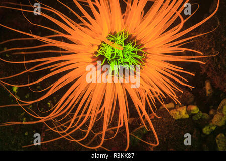 Naturale di fluorescenza che si verificano nel tubo subacqueo anemone marittimo (Ceranthidae) specie non identificato. Immersione notturna a Kalabahi Bay, Isola Alor, Indonesia Foto Stock