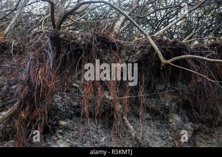 Cliff erosione sul famoso Jurassic Coast beach tra Charmouth e Lyme Regis in West Dorset Regno Unito Foto Stock