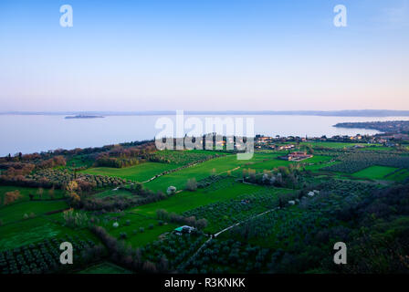 Oliveto sul lago di garda Foto Stock