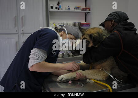 Colore ritratto professionale di un veterinario in pratica Foto Stock