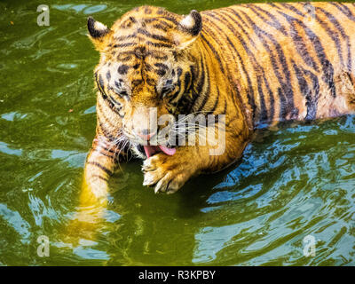 Thailandia, Sriracha, tigri in cattività a Sriracha Tiger Zoo, una città alla periferia di Pattaya Foto Stock