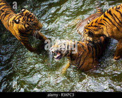 Thailandia, Sriracha, tigri in cattività a Sriracha Tiger Zoo, una città alla periferia di Pattaya Foto Stock