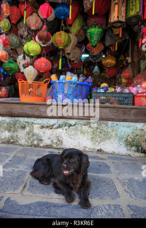 Cane da compagnia davanti ad un piccolo negozio che vende lanterne nella vecchia città di Hoi An, Vietnam Foto Stock