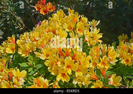 In prossimità di un confine di fiori con colouful fioritura Alstroemeria giallo Foto Stock