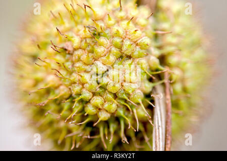 Hannover, Germania. 23 Nov, 2018. Il frutto di un albero piano pende da un albero in Georgengarten. Credito: Hauke-Christian Dittrich/dpa/Alamy Live News Foto Stock