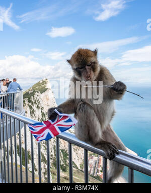 Gibilterra, Regno Unito. 24 Novembre, 2018. Una Barberia monkey siede sulla ringhiera di una piattaforma di osservazione sulle rocce di Gibilterra con una Unione Jack, che egli ha rubato da un turista. - Ripetizione con un immagine diversa sezione Credito: Frank Rumpenhorst/dpa/Alamy Live News Foto Stock