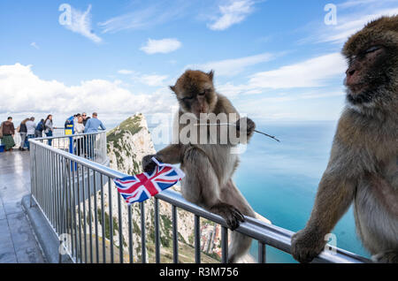 Gibilterra, Regno Unito. 24 Novembre, 2018. Una Barberia monkey siede sulla ringhiera di una piattaforma di osservazione sulle rocce di Gibilterra con una Unione Jack, che egli ha rubato da un turista. Credito: Frank Rumpenhorst/dpa/Alamy Live News Foto Stock