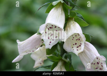 Ditale bianco Foto Stock