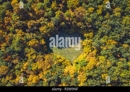 Vista dall'alto di una radura da un drone. Riprese aeree, legno di autunno, a forma di cuore ad prato Foto Stock