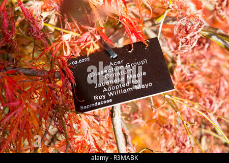 Specie di albero di etichetta di identificazione, National arboretum Westonbirt Arboretum, Gloucestershire, England, Regno Unito Foto Stock