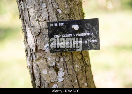 Specie di albero di etichetta di identificazione, National arboretum Westonbirt Arboretum - di latifoglie sicuro thorn, Crataegus x Prunifolia Foto Stock