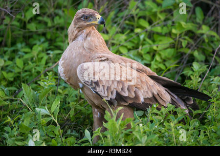 L'Africa. Tanzania. Steppa eagle (Aquila nipalensis orientalis) a Ndutu, Serengeti National Park. Foto Stock