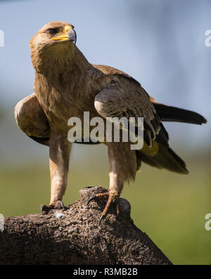 L'Africa. Tanzania. Steppa eagle (Aquila nipalensis orientalis) a Ndutu, Serengeti National Park. Foto Stock