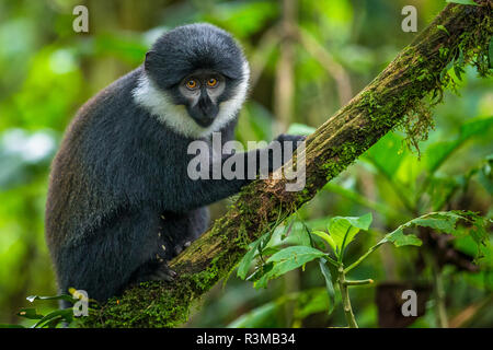 L'Hoest la scimmia, impenetrabile di Bwindi National Forest, Uganda Foto Stock