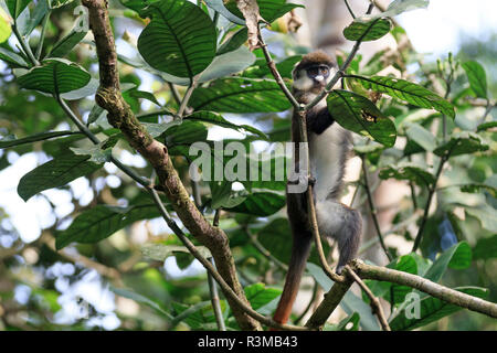 Africa, Uganda, Foresta di Kibale Parco Nazionale. Red-coda di scimmia (Cercopithecus Ascanius) alimentazione nella struttura ad albero. Foto Stock