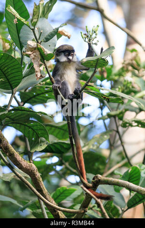 Africa, Uganda, Foresta di Kibale Parco Nazionale. Red-coda di scimmia (Cercopithecus Ascanius) alimentazione nella struttura ad albero. Foto Stock