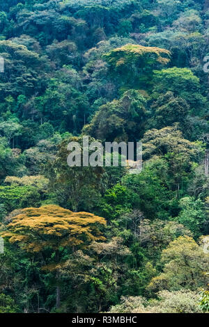 Foresta, casa dei gorilla, Parco nazionale impenetrabile di Bwindi, Uganda Foto Stock