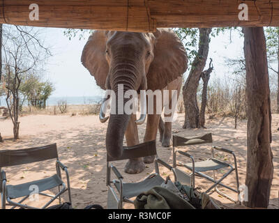 Africa, Zimbabwe, Matusadona National Park. Elephant ispezione tenda turistica. Credito come: Bill giovani Jaynes / Galleria / DanitaDelimont.com Foto Stock