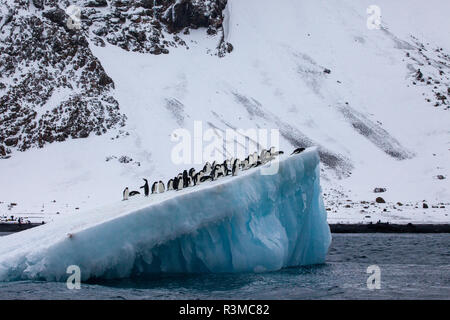 L'Antartide, Marrone Bluff, Adelie pinguini su un iceberg off Brown Bluff Foto Stock