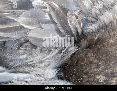 Skua marrone (Stercorarius lonnbergi) sulla Georgia del Sud. Foto Stock