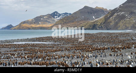 Pinguino reale (Aptenodytes patagonicus) rookery in st Andrews Bay. Isola Georgia del Sud Foto Stock