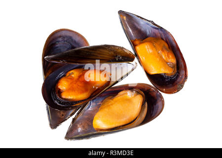 Cuocere le cozze isolati su sfondo bianco. Mytilidae. Cozze dall oceano Atlantico acquacoltura Galizia Spagna Foto Stock