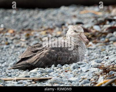 Il gigante del nord Petrel o sala del Giant Petrel (Macronectes halli) sulla spiaggia in Godthul sull Isola Georgia del Sud Foto Stock