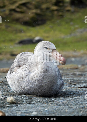 Il gigante del nord Petrel o sala del Giant Petrel (Macronectes halli) sulla spiaggia di St Andrews Bay sull Isola Georgia del Sud Foto Stock