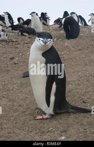 Rookery Chinstrap. Il Whaler's Bay, isola Deception. L'Antartide. Foto Stock