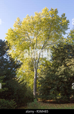 London plane tree, Platanus x hispanica, National arboretum Westonbirt Arboretum, Gloucestershire, England, Regno Unito Foto Stock