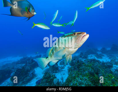 Northern Bahamas, dei Caraibi. Cernie Nassau. Foto Stock