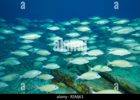 Relitto di zucchero, settentrionale Bahamas, dei Caraibi. Grunt francese (Haemulon flavolineatum) specie invasive. Foto Stock