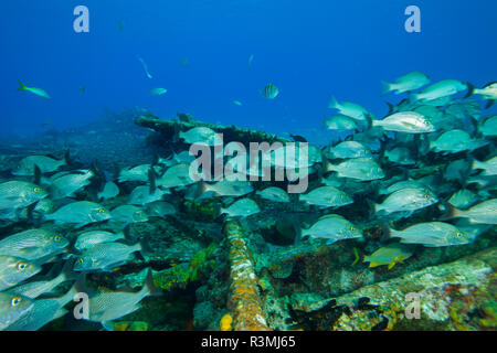 Relitto di zucchero, settentrionale Bahamas, dei Caraibi. Grunt francese (Haemulon flavolineatum) specie invasive. Foto Stock